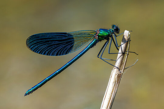 dragonfly on a branch