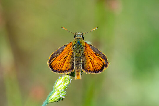 
Hesperiidae / Siyah Antenli Zıpzıp / Essex Skipper / Thymelicus lineola