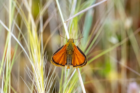 
Hesperiidae / Siyah Antenli Zıpzıp / Essex Skipper / Thymelicus lineola