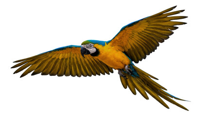 Beautiful macaw parrot flying with wings spread wide isolated on transparent background © Designer