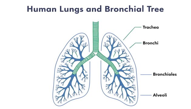 Human lungs and bronchial tree anatomy diagram illustration