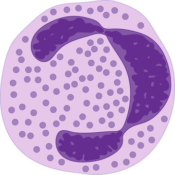 Neutrophil. Diagram.