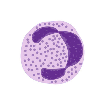 Diagram. Neutrophil.