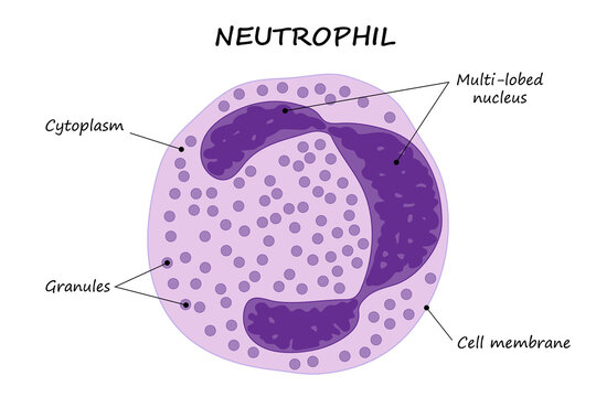 Neutrophil. Diagram.
