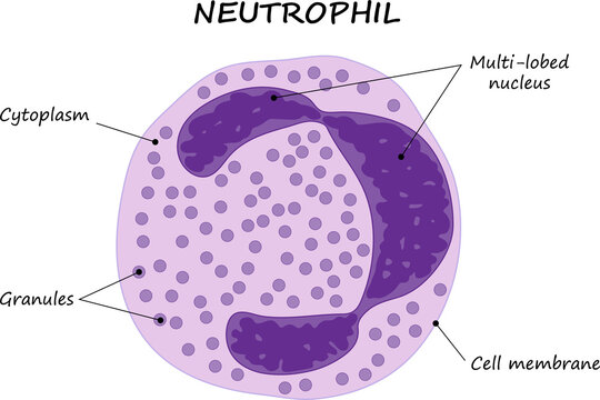 Structure of a neutrophil. Diagram.