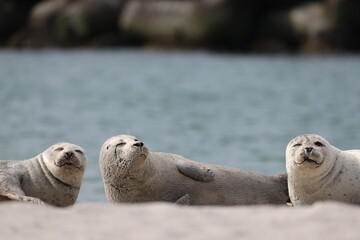 Harbor seal (Phoca vitulina, Seehund) - At the Düne on Heligoland © ¡zenzen!