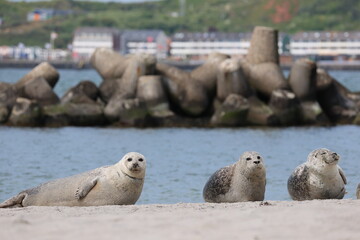 Fototapeta premium Harbor seal (Phoca vitulina, Seehund) - At the Düne on Heligoland