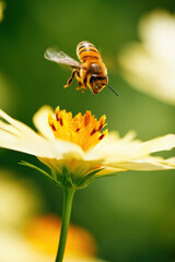 Naklejka premium Close-up of honeybee hovering above yellow flower collecting nectar in bright green natural environment