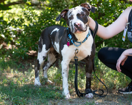 american staffordshire terrier looking at the camera.