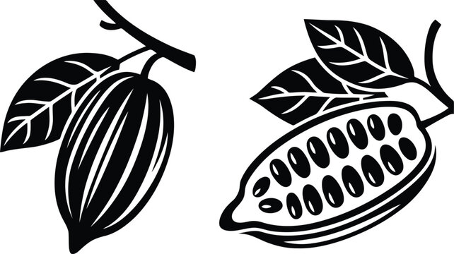 Black and white cacao fruit and split vector illustration.