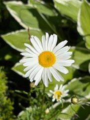 Fototapeta premium white daisy flower