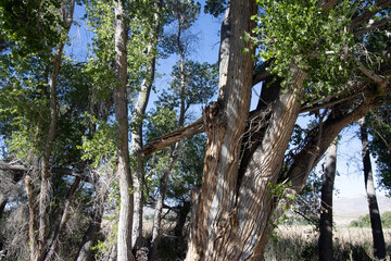 Fototapeta premium Bullrushes, other marsh grasses, and cottonwoods beside the lake at Pahranagat National Wildlife Refuge