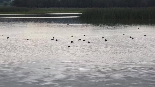 Vista panor&aacute;mica de lago sereno en d&iacute;a nublado con cr&iacute;as de pato nadando suavemente