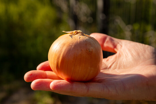Man holding a fresh yellow onion in his hand outdoor. Natural organic vegetable harvest from home garden. Healthy food ingredient for cooking and agriculture nutrition concept.