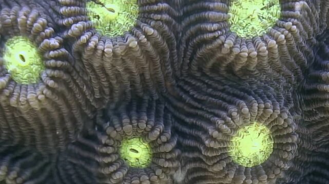 A captivating close up reveals the intricate patterns of a healthy brain coral. Its vibrant yellow-green polyps glow, forming a mesmerizing living tapestry deep within the ocean's reef.