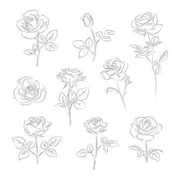 Rose Line Art Clipart Bundle, Minimal Botanical Rose Drawings, Elegant Floral Outline Collection