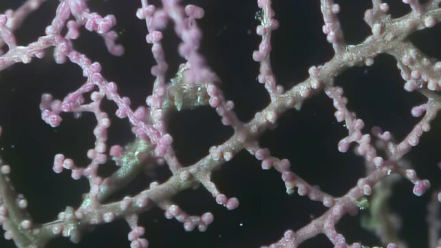 A minuscule Bargibant's pygmy seahorse demonstrates incredible camouflage, seamlessly blending with the delicate polyps of its Muricella gorgonian coral home deep in the Indo-Pacific reef.