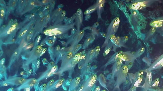 Countless clear fish create an underwater ballet, shimmering in a dense school. Their golden eyes glow against the deep blue water and emerald green reef, a vibrant submarine spectacle.