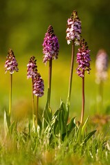 Scenic macro view of rare lady orchid wildflowers growing in a green grass field, beautiful purple spotted blossoms on tall stems in natural habitat during sunny spring or summer day. © Ivan