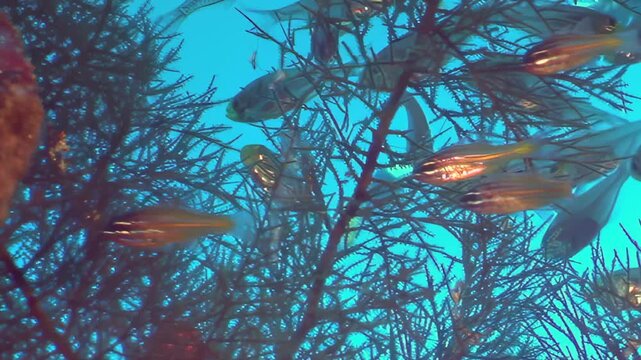 Mesmerizing group of small, striped fish gracefully swim and school around dark, intricate branches of sea fan. They dwell in crystal blue water, protected by vibrant coral in calm daytime ocean.