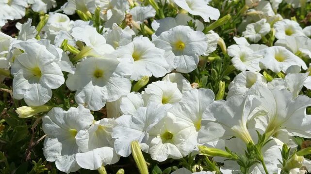 Flower bed of white petunias in natural light