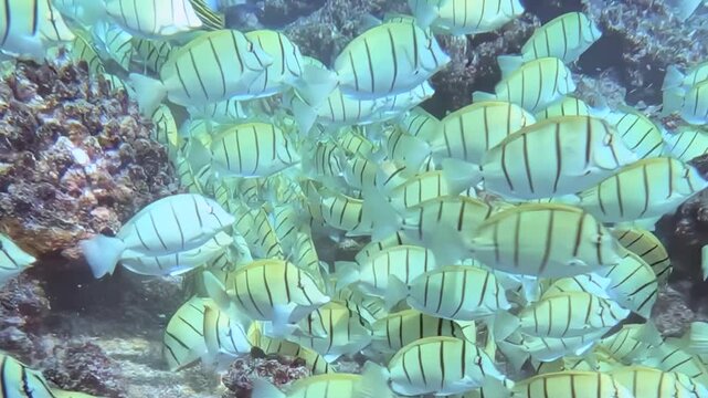 Witness a mesmerizing underwater spectacle as a bustling school of striped tuna fish navigate a thriving coral reef.