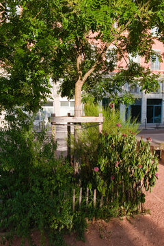 V&eacute;g&eacute;tation urbaine montrant un stress hydrique et des feuilles pendantes sous de fortes chaleurs, Lyon, France, &eacute;t&eacute; 2026.