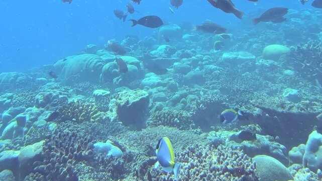A shimmering school of tuna glides elegantly through the sunlit tropical ocean.