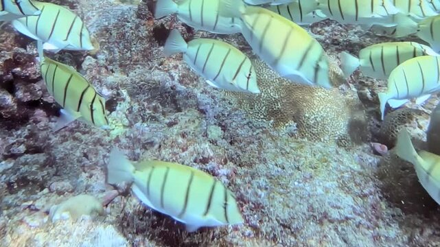 A mesmerizing congregation of striped tuna fish gracefully swims and swirls above a vivid underwater coral landscape. Their patterned bodies create a living current, exploring the ocean depths.