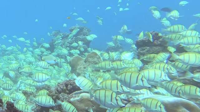 A shimmering spectacle of striped reef fish performs a harmonious dance in the azure ocean.