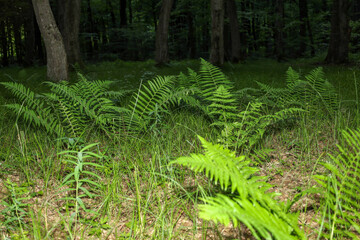 Lush green fern bushes stand out brightly among the tall forest grass against the background of dense dark trees. © Олег Струс