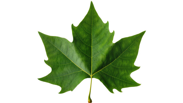 Isolated fresh green sycamore leaf with intricate veins and characteristic five-lobed shape.