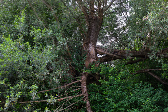 An old mighty tree with a damaged trunk and broken large branches among dense green thickets. The texture of the bark and the natural defect indicate age or the consequences of severe weather.