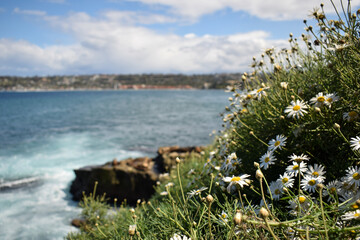 Wildflowers on coast in San Diego California © Hannah Smith