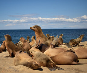 Fototapeta premium Sea lions in San Diego California