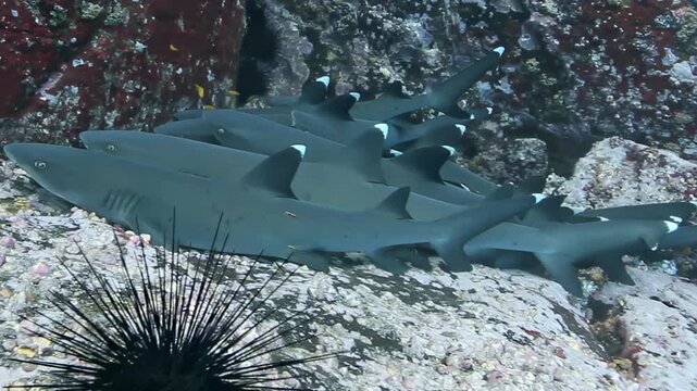 A captivating sight of whitetip reef sharks resting calmly together on the vibrant seafloor near a spiky sea urchin.
