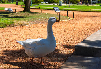 Fototapeta premium White goose standing on a gravel path in a public park on a sunny day