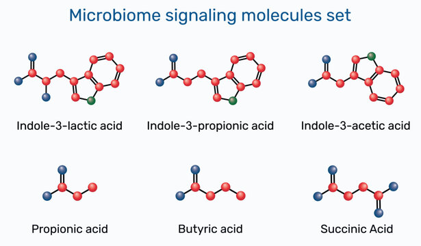 Microbiome signaling molecules. Indole-3-lactic, indole-3-propionic, indole-3-acetic, propionic, butyric, succinic acids. Gut microbiota metabolites infographic