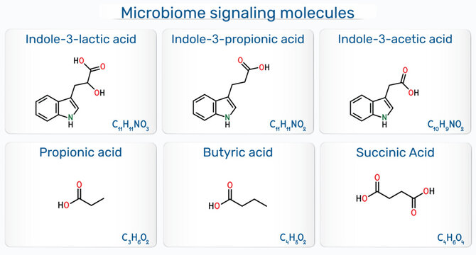 Microbiome signaling molecules. Indole-3-lactic, indole-3-propionic, indole-3-acetic, propionic, butyric, succinic acids. Gut microbiota metabolites infographic