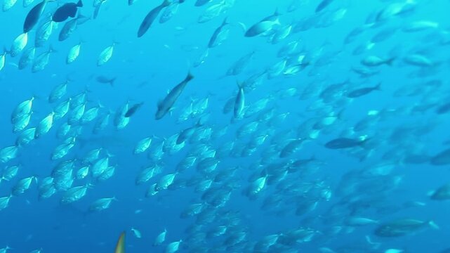 Witness an incredible gathering of tuna fish performing an elegant dance deep beneath the surface near the Cocos Kelling Islands. This vibrant marine display is truly captivating.
