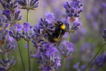 Bumblebee collecting nectar on purple lavender flowers in summer garden with soft natural bokeh background © Paul V.