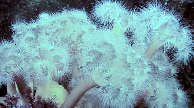 Gentle swaying of many Metridium senile sea anemones underwater. These organisms thrive in the frigid habitat of the Arctic Ocean, attached to a dark seabed.