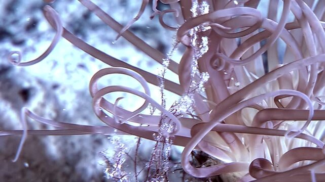 Explore the depths of the Arctic Ocean and witness the beauty of Pachycerianthus fimbriatus. Watch its tentacles sway gently in the cold water, searching for food on the seabed.