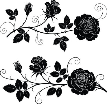 Elegant decorative black rose vine silhouette with blooming flowers, curling tendrils, leaves, buds, ornamental floral design