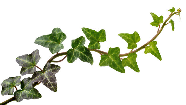 Isolated common ivy vine, Hedera helix, with fresh green and mature darker leaves, trailing stem