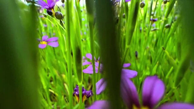 Slow motion camera moving forward through a field of purple wildflowers on Jeju Island, South Korea. Cinematic low angle macro shot gliding over blooming Sisyrinchium flowers in green grass.