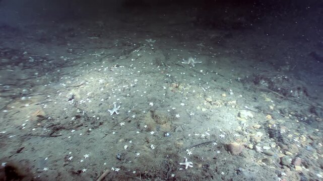 Numerous small, white starfish cover the seabed. The underwater landscape is rocky and silty. Light penetrates the dark depths in the White Sea, Russia during early morning hours.