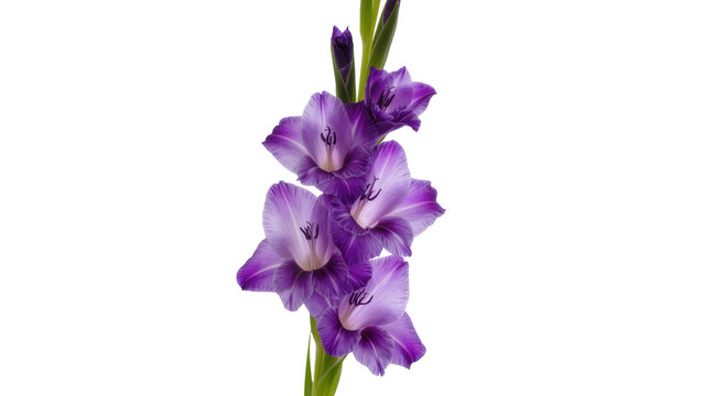 Isolated elegant purple gladiolus flowers blooming beautifully on a tall vertical stalk
