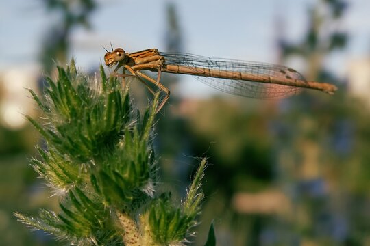 Delicate brown damselfly resting among fuzzy green foliage