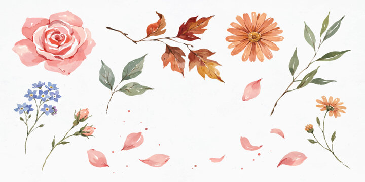 Delicate watercolor floral elements with rose and aster blossoms on a white background